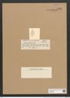 Rhaphoneis ? elliptica Castrac. (de-Toni-Nr.: Genus 78, Species 2823) Zeichnungen Sammlung Grunow Nr. 5785 (NHMW-BOT-W0374185)